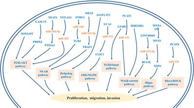 Long Non-Coding RNAs as Molecular Biomarkers in Cholangiocarcinoma